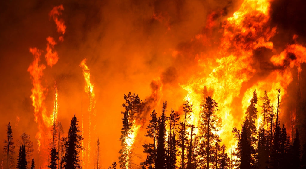 How Do Wildfires Affect Air Quality Levels?